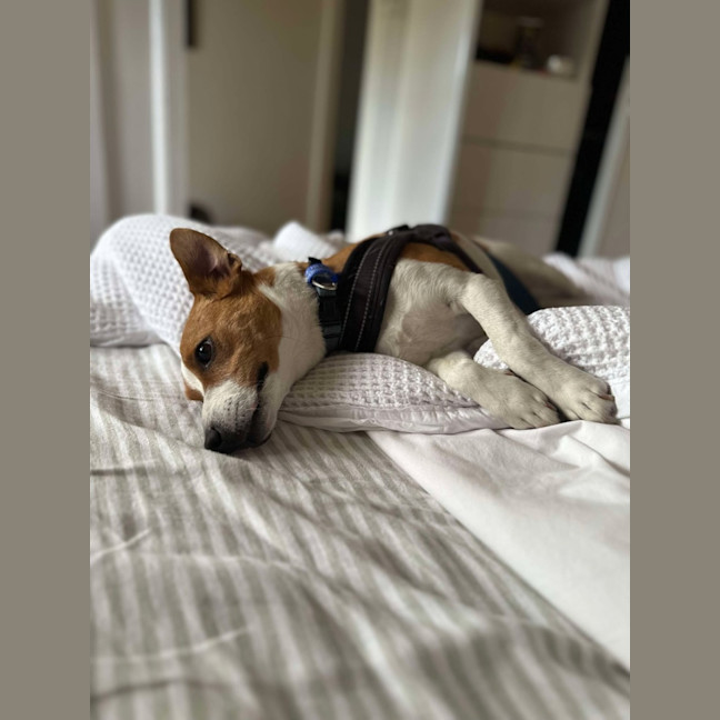 Photo of Ziggy   4 Year Old Jack Russell