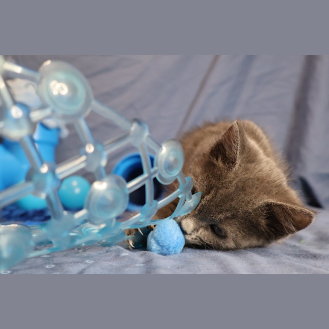 Photo of Proton