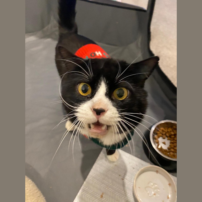 Photo of Pickles