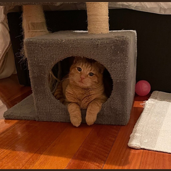 Photo of Dodge 