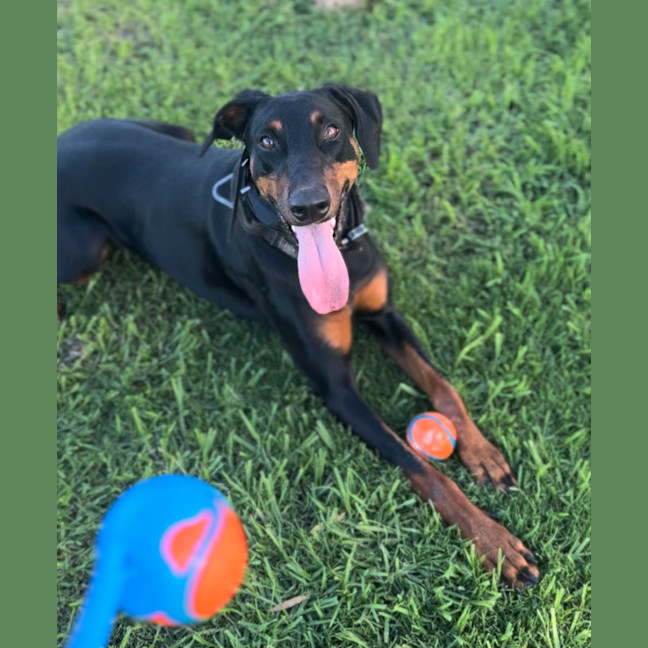 Photo of Ms Z Von Dobermann