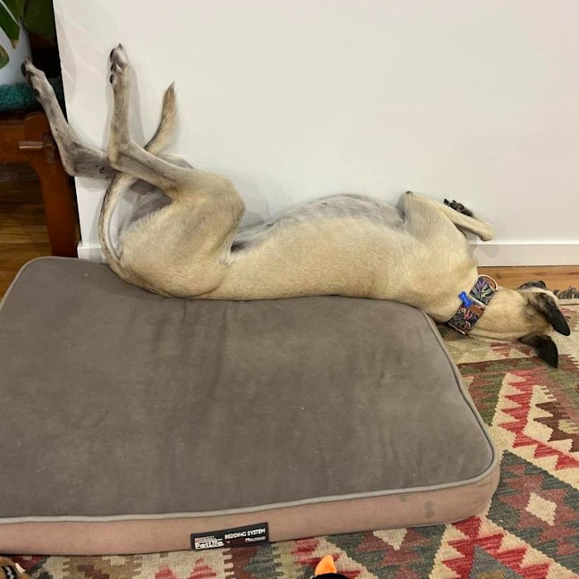 Photo of Buddy The Greyhound