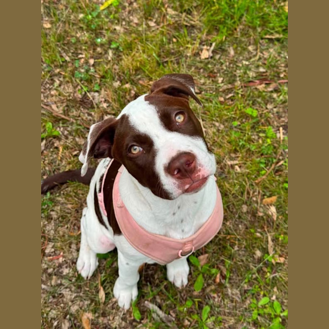 Photo of Hazelnut 