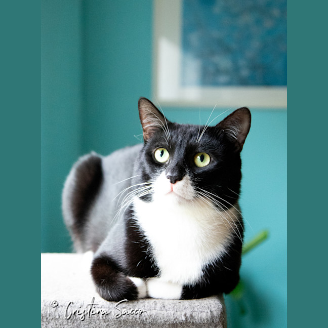 Photo of Frankie