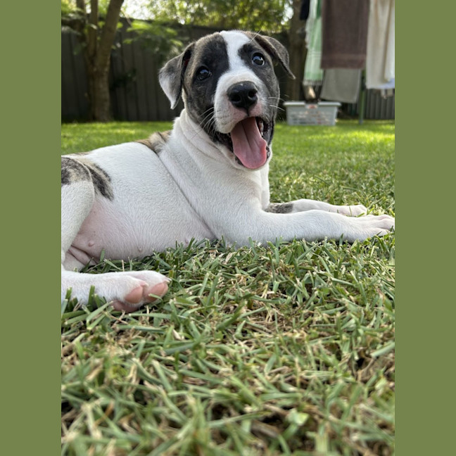 Photo of Lacey