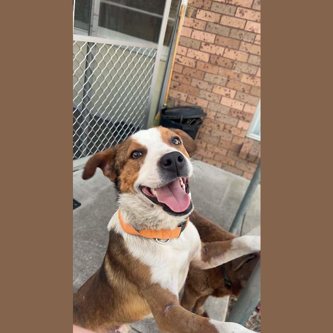 Photo of Buddy