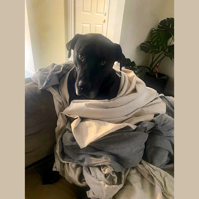 Photo of Scooby *$150 Adoption Fee*