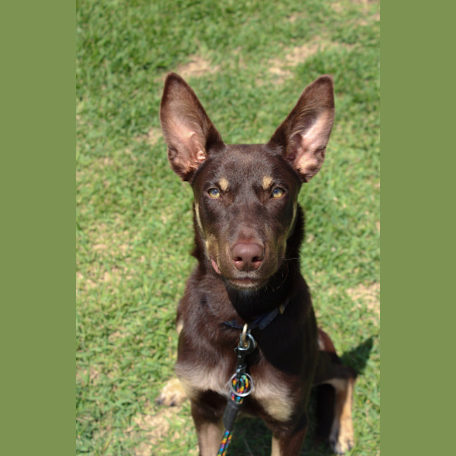 Photo of Perro