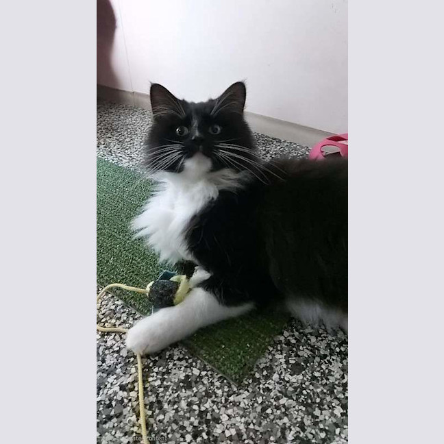 Photo of Coco