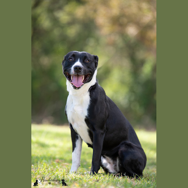 Photo of Lucky