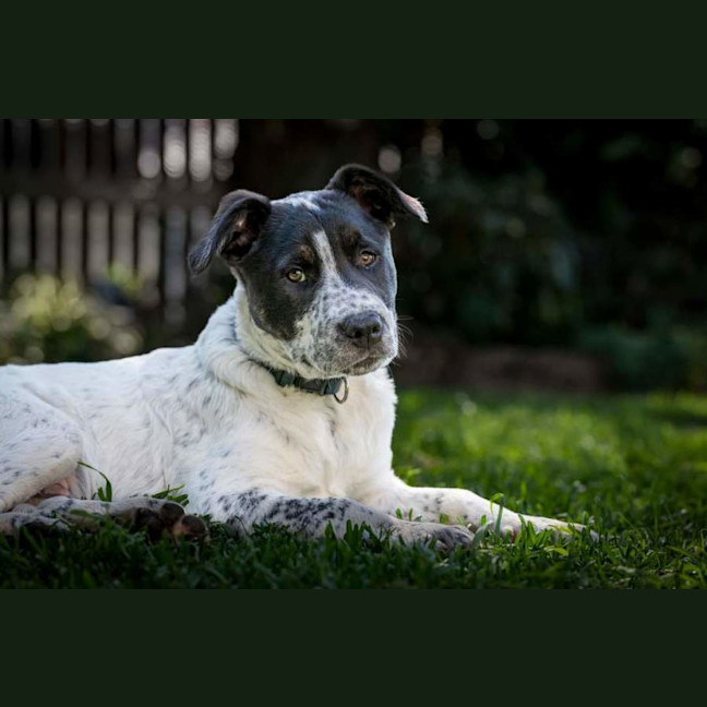 Photo of Frankie