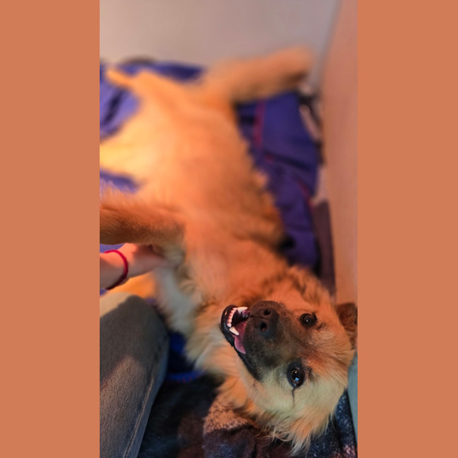 Photo of Ace