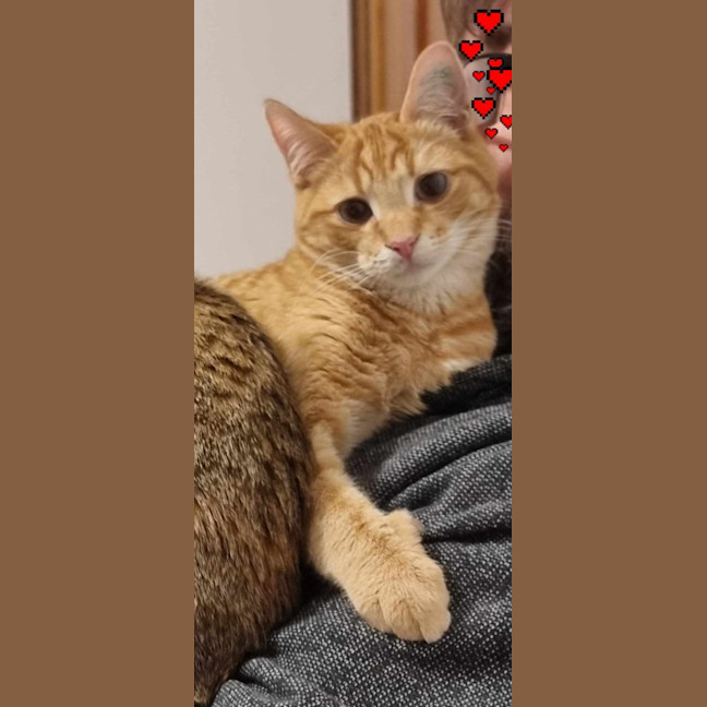Photo of Thor