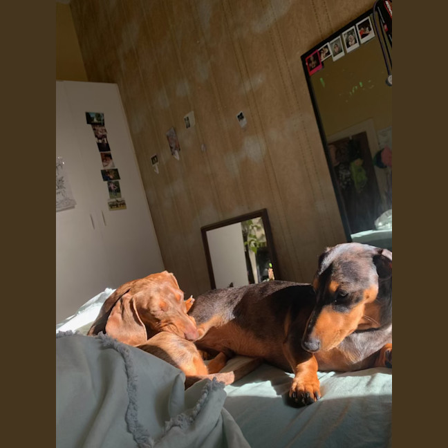 Photo of Bowie And Wombat