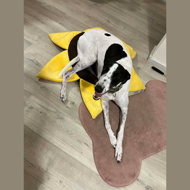 Photo of Panda, The Greyhound