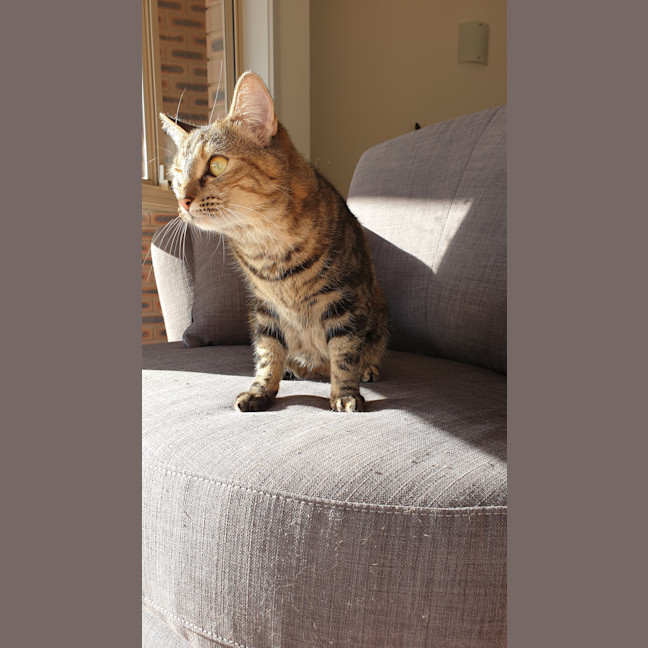 Photo of Cupcake