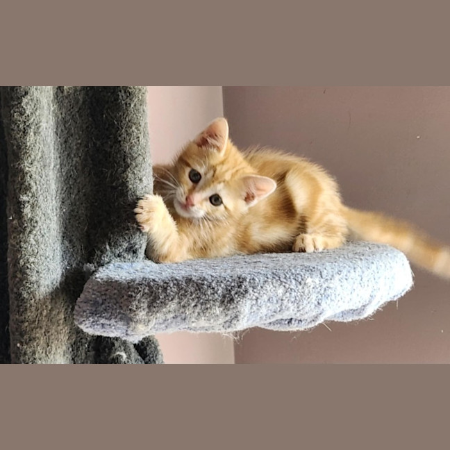 Photo of B2 (In Foster Care In Templestowe)