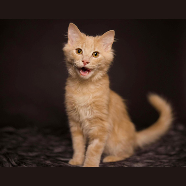 Photo of Felix