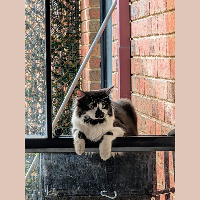 Photo of Junior
