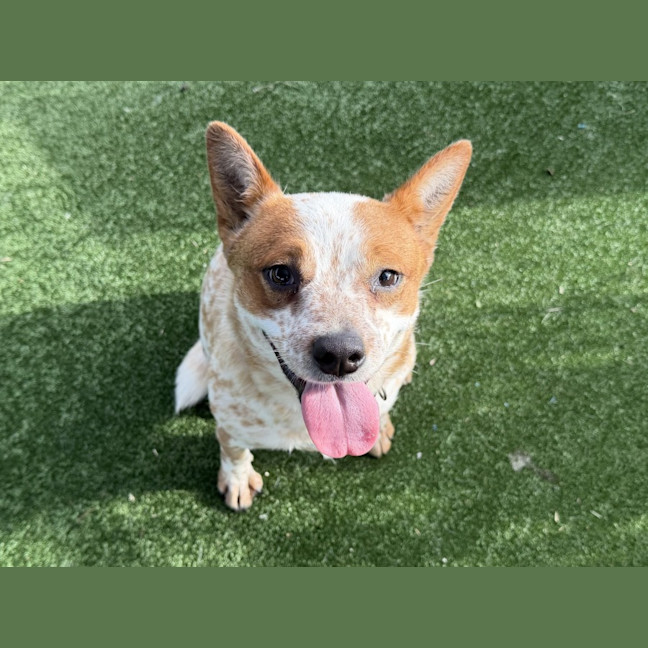 Photo of Millie Imp 1335