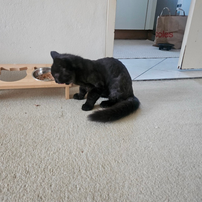 Photo of Noir