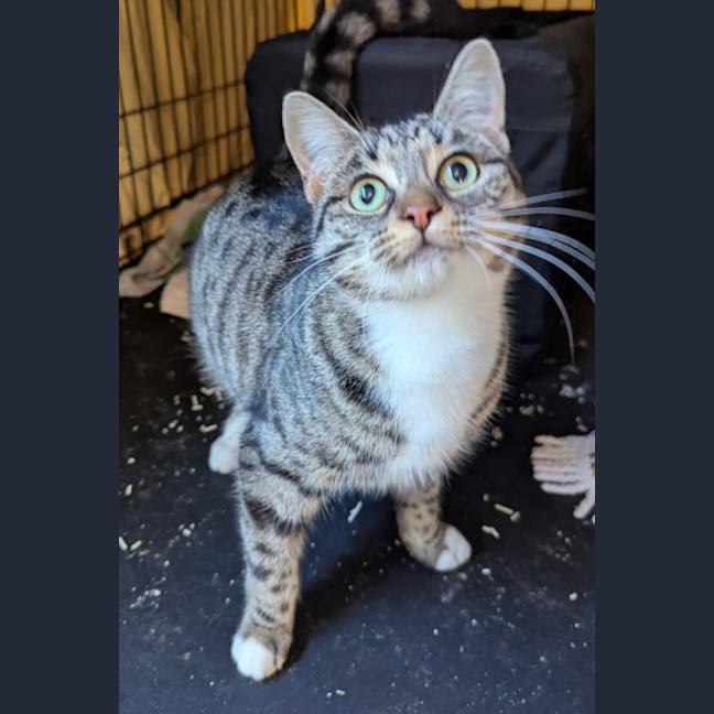 Photo of Mouse 