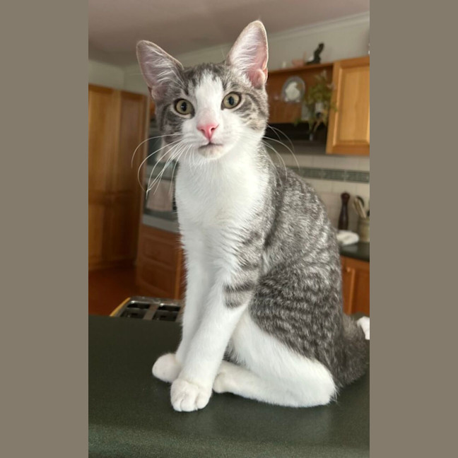 Photo of Albie