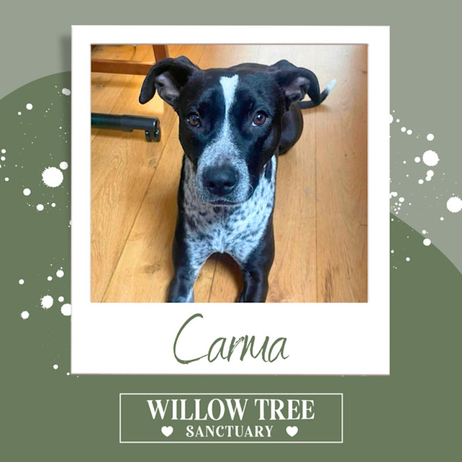 Photo of Carma