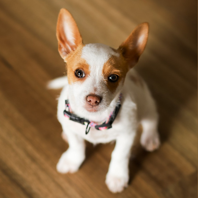 Photo of Minnie