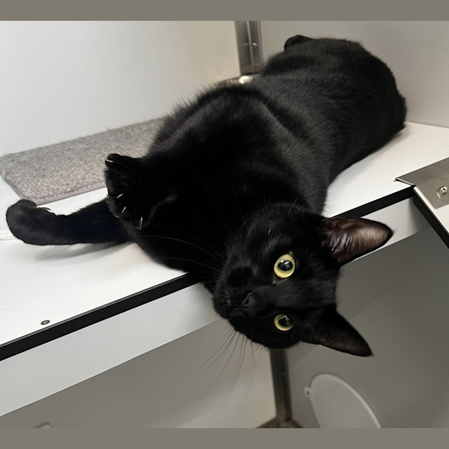Photo of Inky