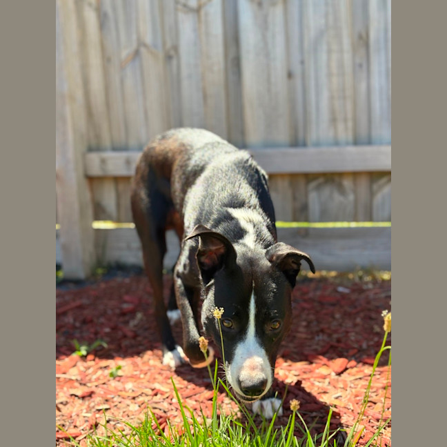 Photo of Sparky