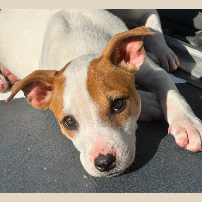 Photo of Harry 💙🐶