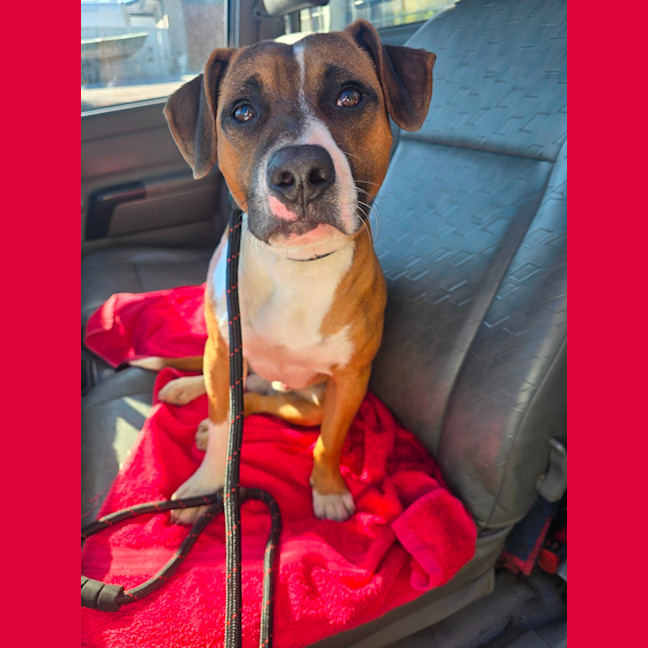 Photo of Sarge