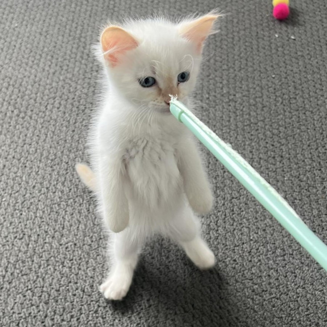 Photo of Frankie