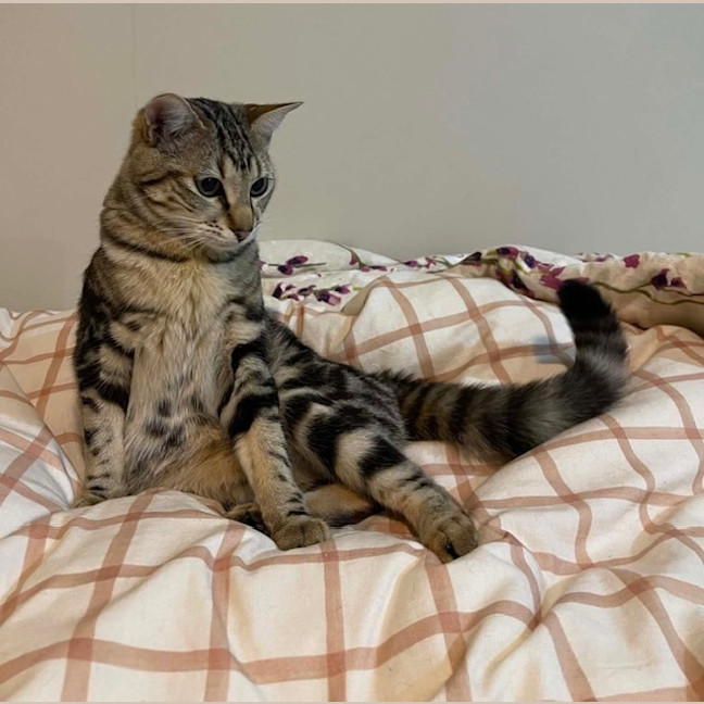 Photo of Gizmo