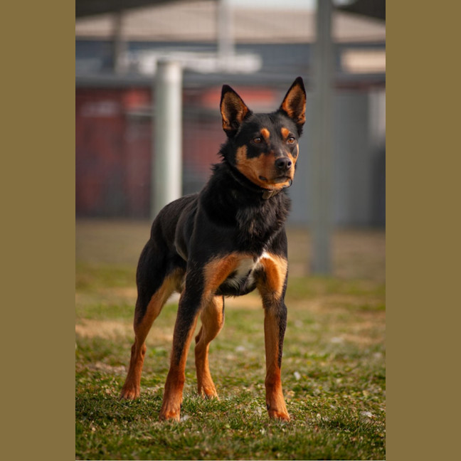 Photo of Bandit