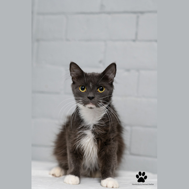 Photo of Smokey