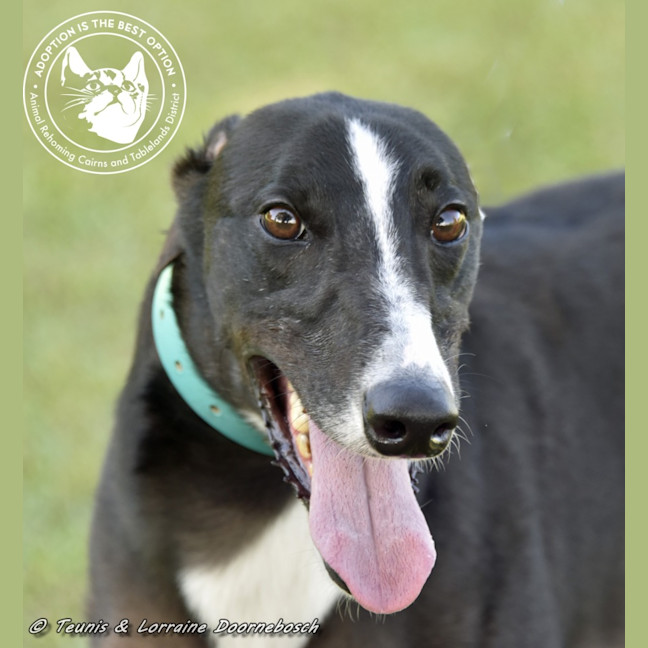 Photo of Logie (Balfe Street Boy)