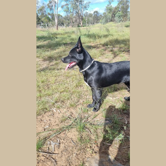 Photo of Rex