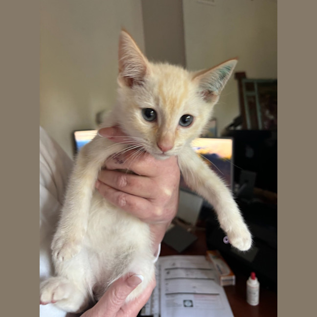 Photo of Fig