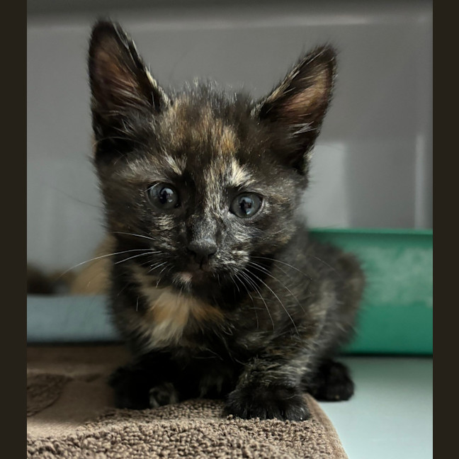 Photo of Lulu