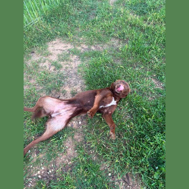 Photo of Koko