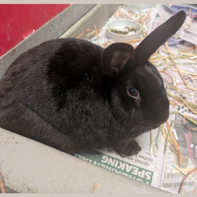 Photo of Chimi