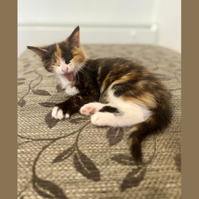 Photo of Sienna 🌷