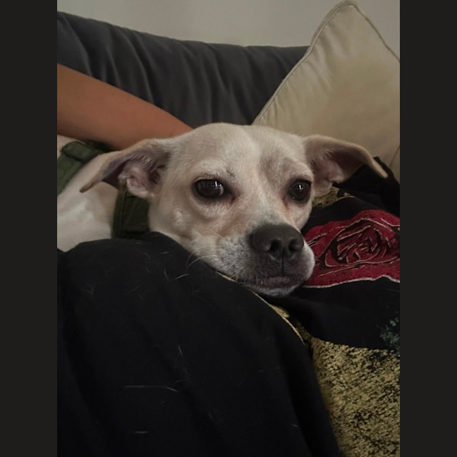 Photo of Taco