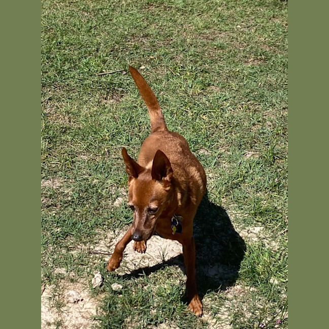 Photo of Nacho