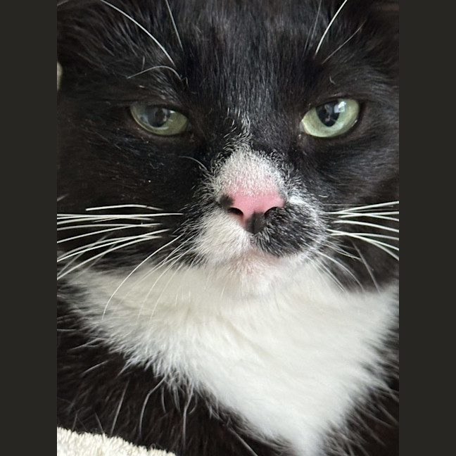 Photo of Abuelita   Now Available At Pet Quarters Belmont