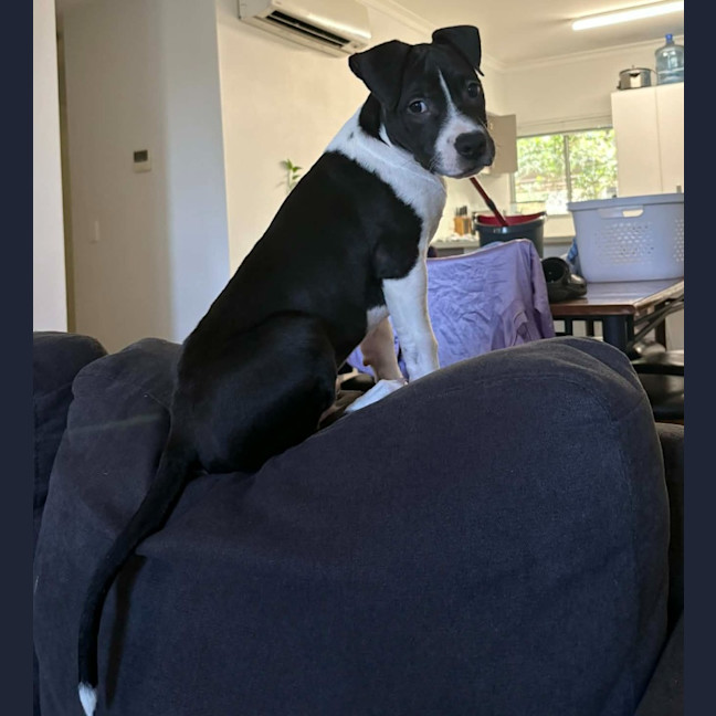 Photo of Dagger