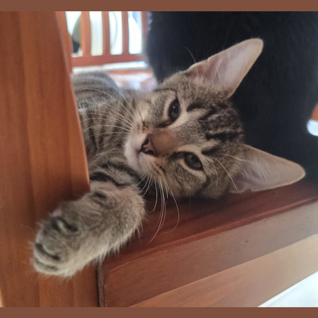 Photo of Booker  Now At Pet Quarters Rutherford 