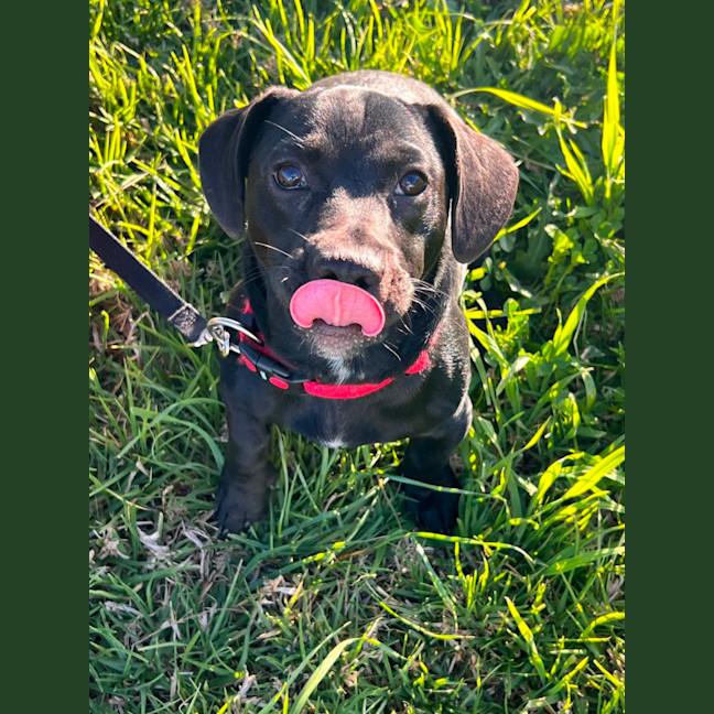 Photo of Whiskey